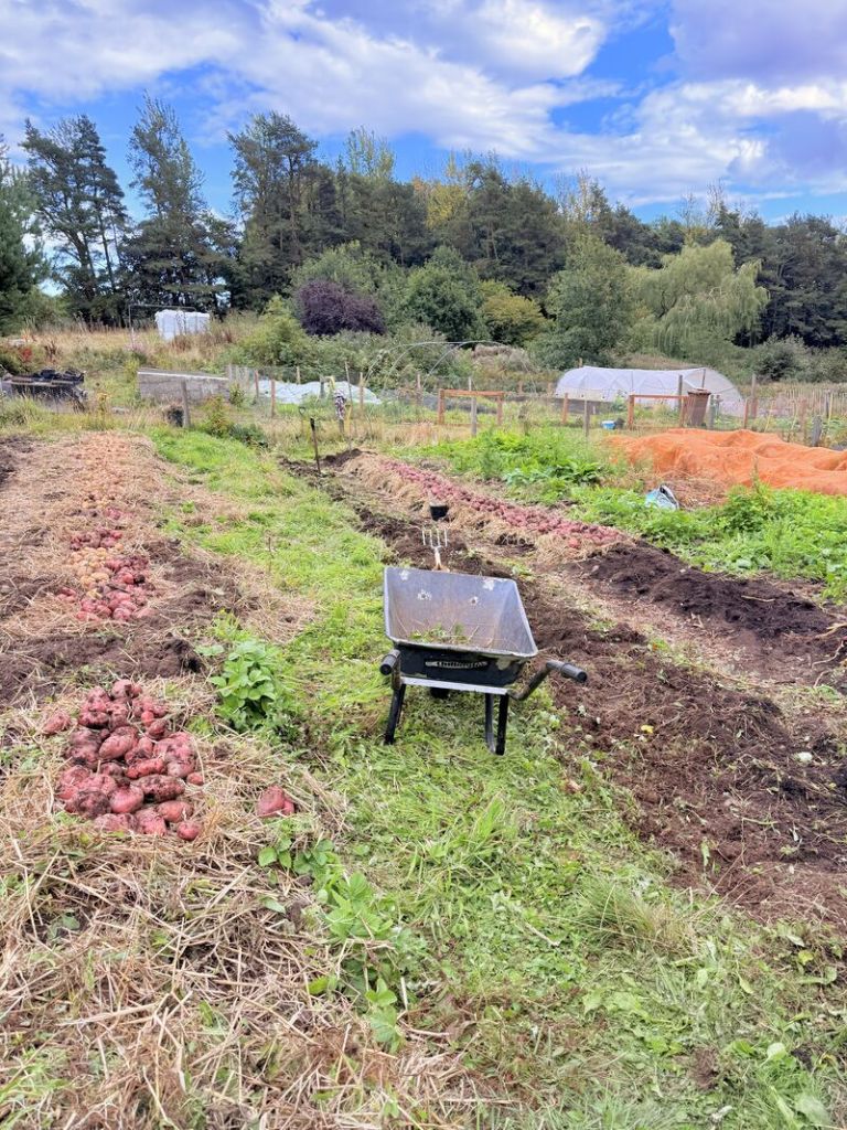 Volunteering on the farm – Growing community with Campy Growers: photo 10