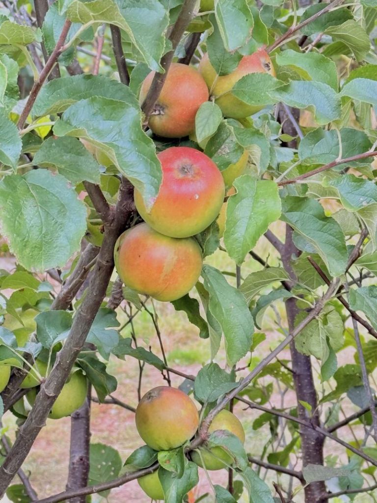 Volunteering on the farm – Growing community with Campy Growers: photo 11